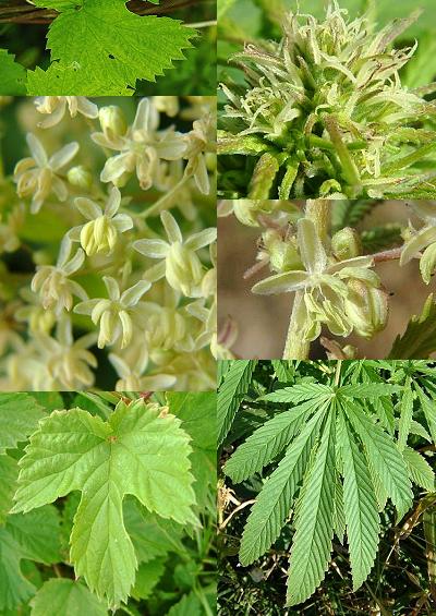 Family Index for Rosales Hemp Fig Rose Elm Nettle