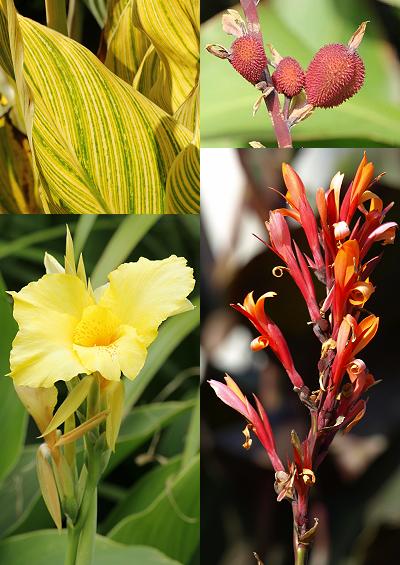 Musaceae Banana Family Cannaceae Canna Indian Shot Images