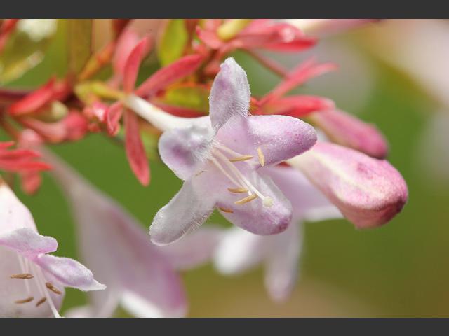 Abelia x grandiflora Glossy Abelia Caprifoliaceae Images