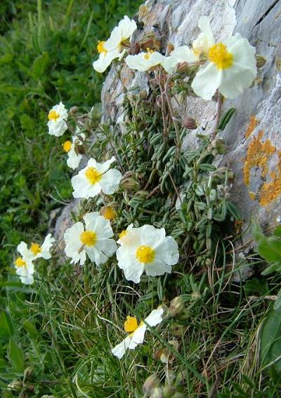 Cistaceae Rock Rose Family