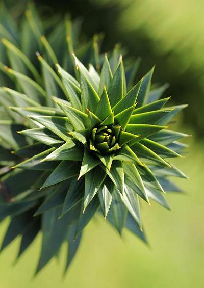 Araucariaceae Monkey-puzzle Family