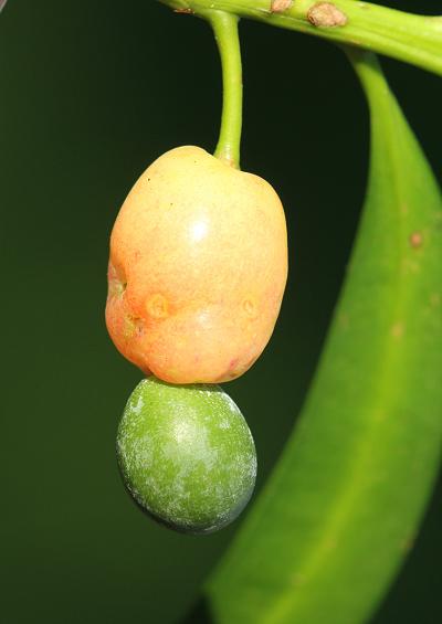 Podocarpaceae Podocarp Family