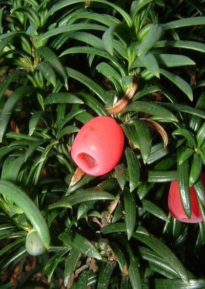 Taxaceae The Yew Family