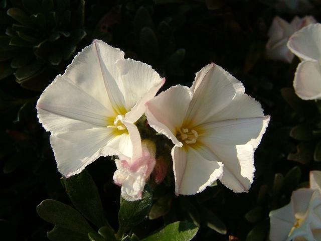 Convolvulus cneorum Silverbush Convolvulaceae Images