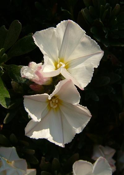 Convolvulaceae Morning Glory Family