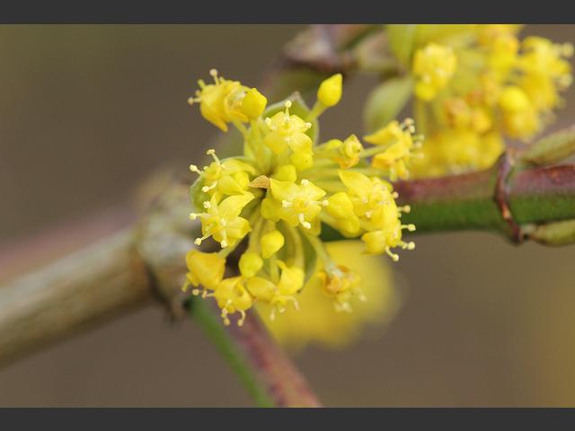Cornus mas Cornelian Cherry Cornaceae Images