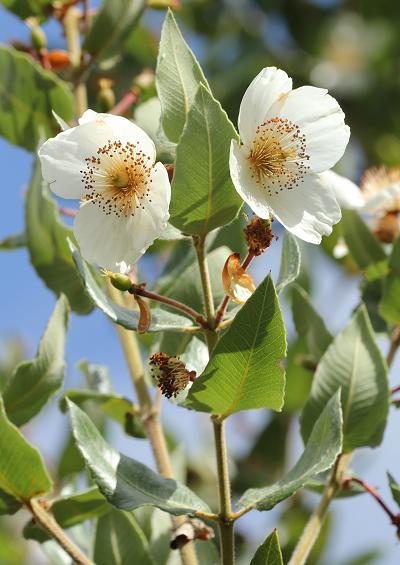 Cunoniaceae Butterspoon Tree Family