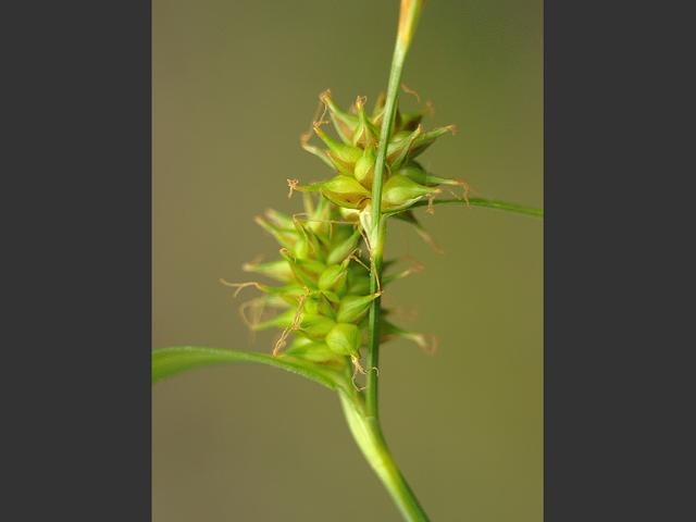 Carex viridula subspecies oedocarpa Common Yellow Sedge Cyperaceae Images