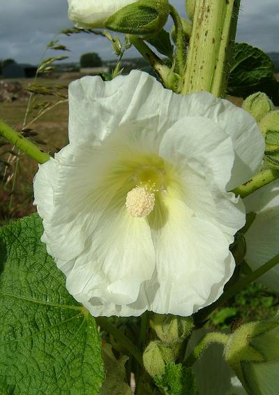 Malvaceae Mallow Family Malvaceae Images