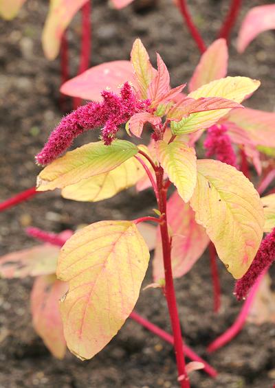 Amaranthaceae Amaranth Family Amaranthaceae Images