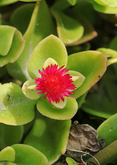 Aizoaceae the Ice Plant or Dewplant Family Aizoaceae Images