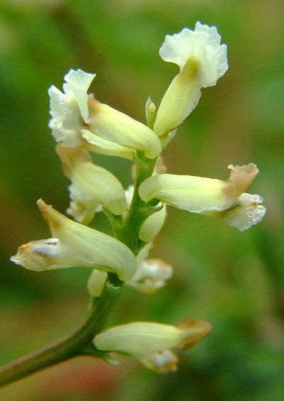 Fumaria Fumariaceae Fumitory Family Fumariaceae Images