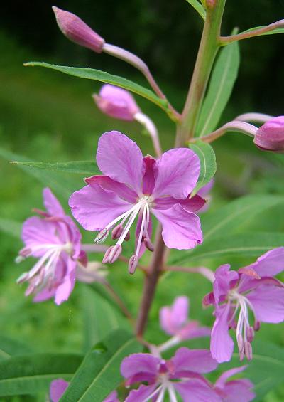 Onagraceae Willowherb Family Onagraceae Images