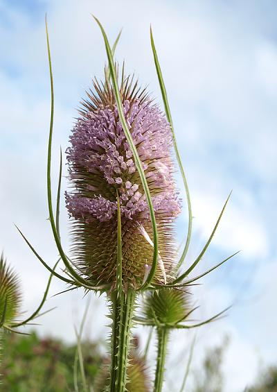 Dipsacaceae Teasel Family Dipsacaceae Images