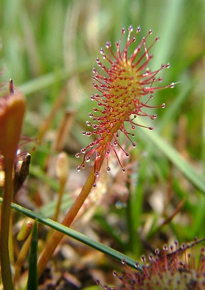 Droseraceae Sundew Family Droseraceae Images