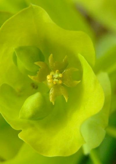 Euphorbiaceae Spurge Family Euphorbiaceae Images