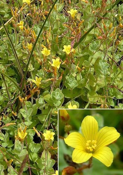 Hypericaceae St Johns wort Family Hypericaceae Images