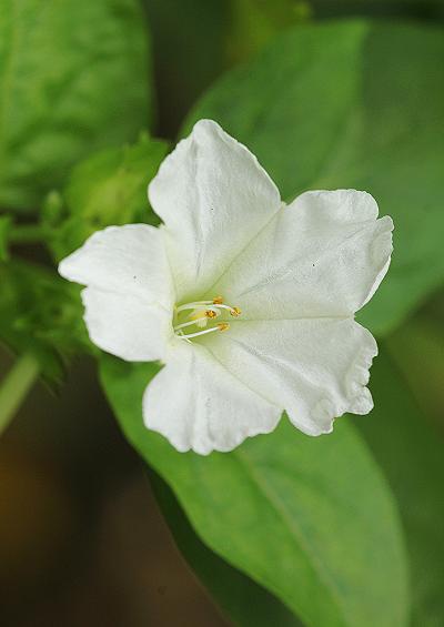 Nyctaginaceae Four O'Clock Family Mirabilis Marvel of Peru Images