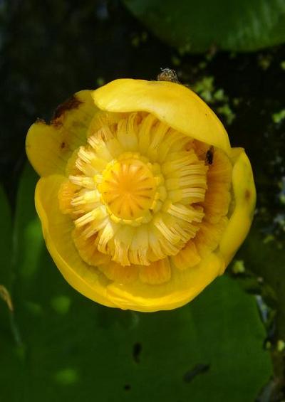 Water Lilies Nymphaceae Water Lily Images