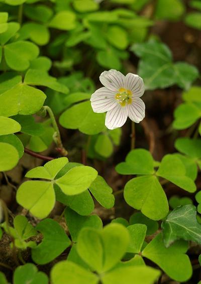 Oxalidaceae Wood Sorrel Family Oxalidaceae Images