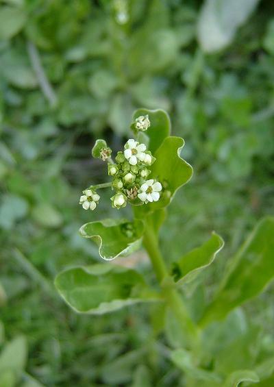 Theophrastaceae Brookweed Family Theophrastaceae Images Images