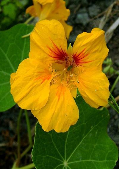 Tropaeolaceae Nasturtium Family Tropaeolaceae Images