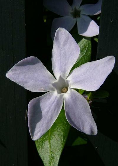 Apocynaceae Periwinkle Family Apocynaceae Images