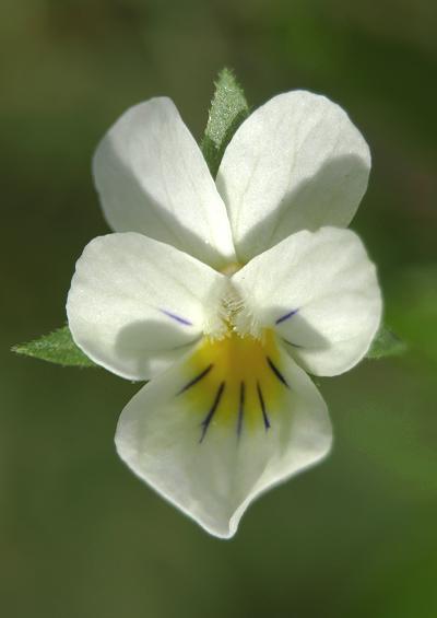 Violaceae Violet or Pansy Family Violaceae Images