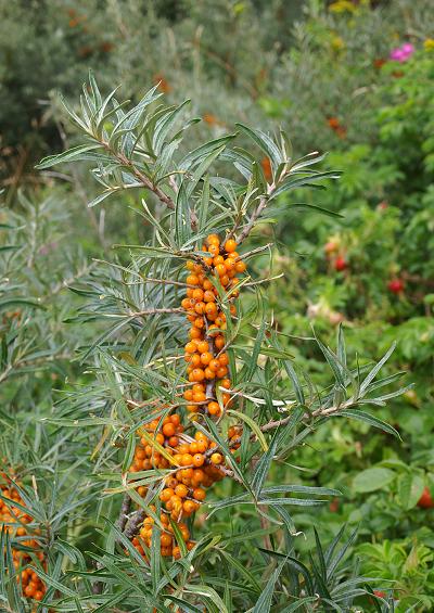 Elaeagnaceae Oleaster Family