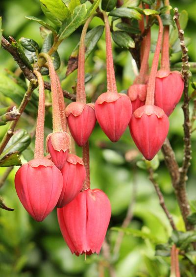 Escalloniaceae Escallonia Family