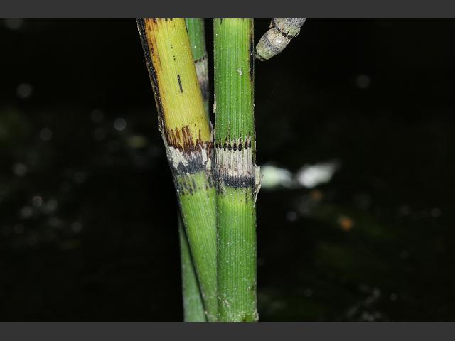 Equisetum hyemale Rough Horsetail Dutch Rush Horsetail Images