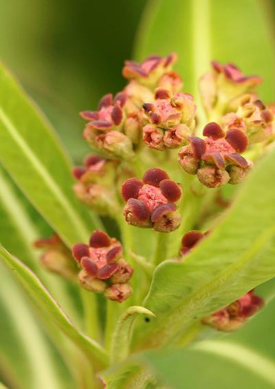 Euphorbiaceae Spurge Family Tree and Shrub Images