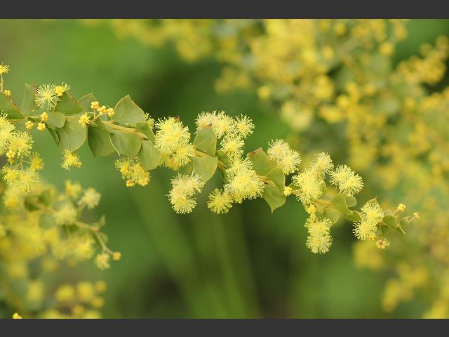 Acacia pravissma Ovens or Wedged Leaf Wattle Fabaceae Images