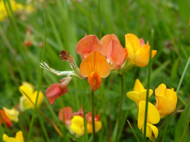 Lotus corniculatus Common Birds foot Trefoil Fabaceae Images
