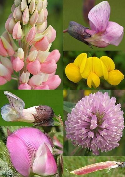 Family Index for Fabales Pea Bean Vetch Clover Milkwort