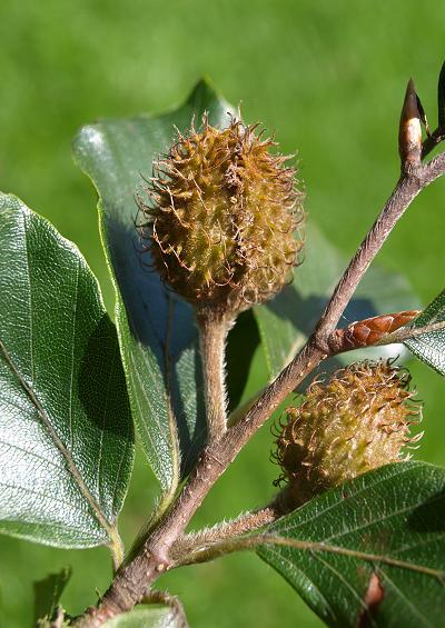 Fagaceae Beech Family