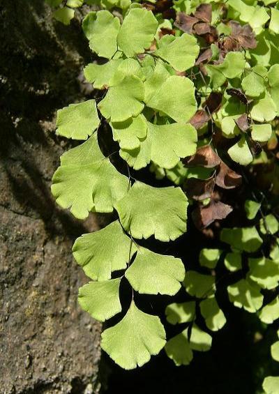 Adiantum capillus-veneris Maidenhair Fern