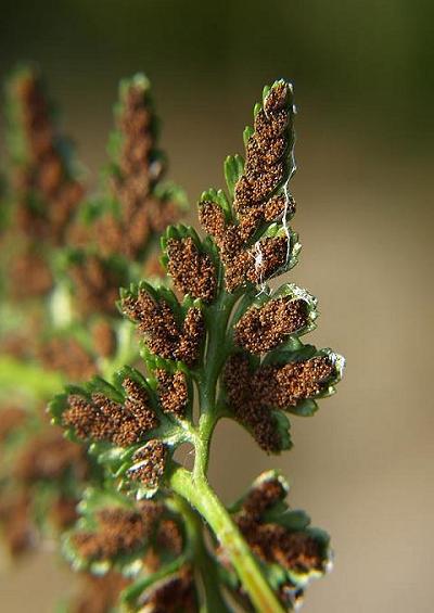 Asplenium marinum Sea Spleenwort