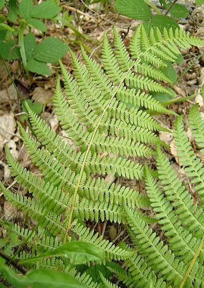 Athyrium filix-foemina Lady Fern