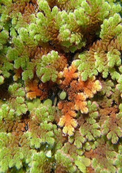 Azolla filiculoides Water Fern