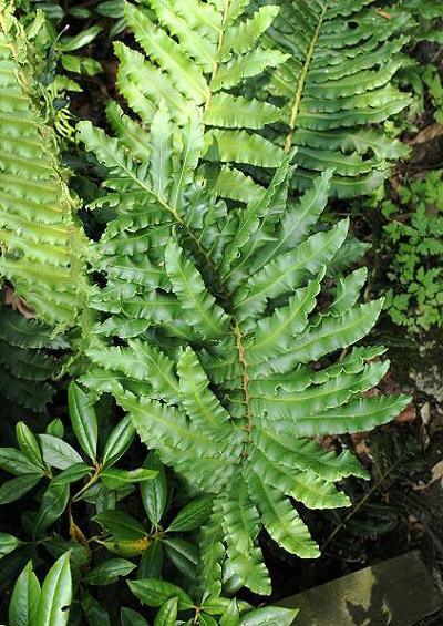 Blechnum spicant Hard Fern