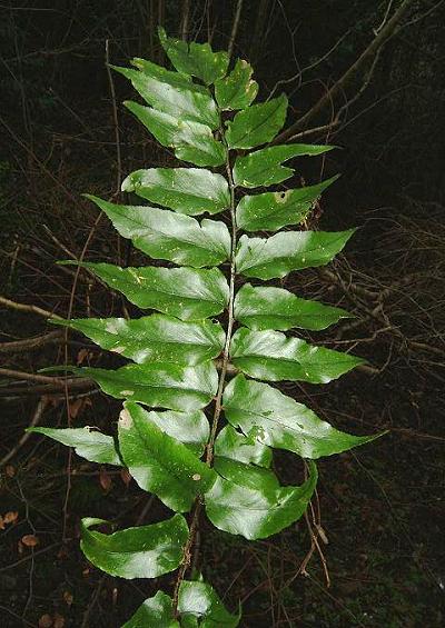 Dryopteris cambrensis Narrow Scaly Male Fern