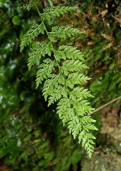 Cystopteris diaphana Diaphanous Bladder Fern