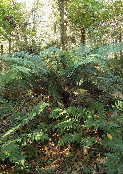 Dicksonia antarctica A Species of Tree Fern