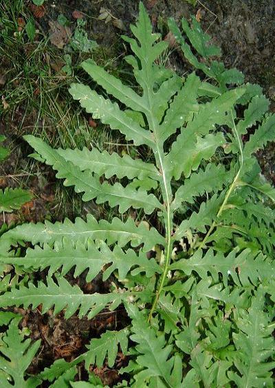 Onoclea sensibilis Sensitive Fern