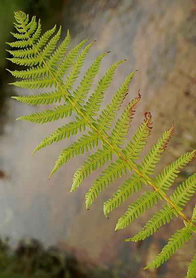 Phegopteris connectilis Beech Fern