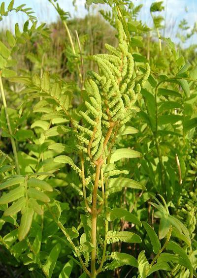 Osmunda regalis Royal Fern