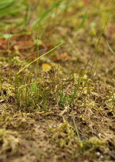 Pilularia globulifera Pillwort