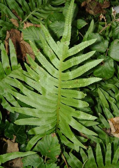 Polypody Fern