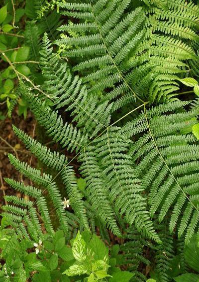 Pteridium aquilinum Bracken